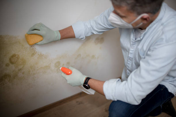 Best Crawl Space Mold Removal  in Lake Butler, FL