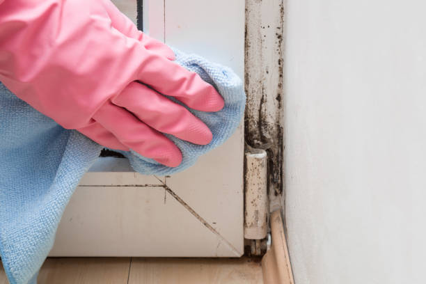 Office Mold Removal Services in Lake Butler, FL