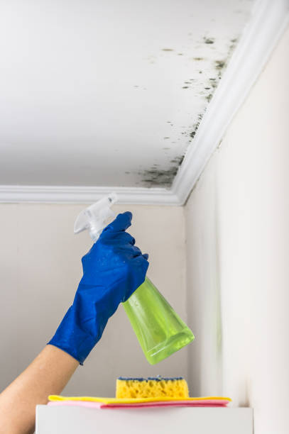 Mold Removal and Inspection in Lake Butler, FL