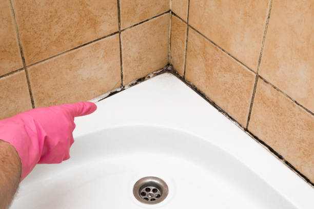 Best Certified Mold Removal  in Lake Butler, FL